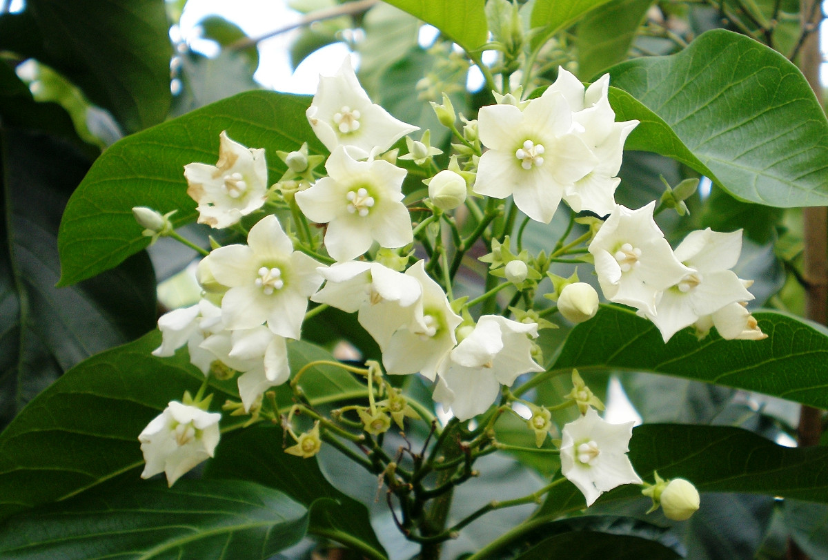 Flowers of Vallaris glabra (Apocynaceae), 2009, Siu Kuin Wong,Photo taken in Kuala Lumpur, Malaysia