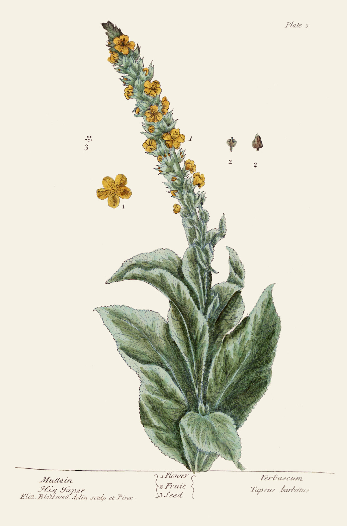 verbascum_thapsus.jpg