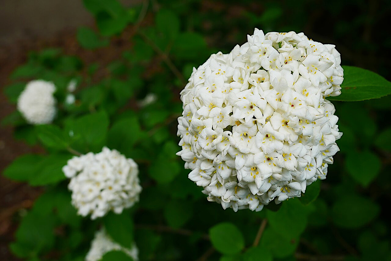 viburnum_carlesii.jpg