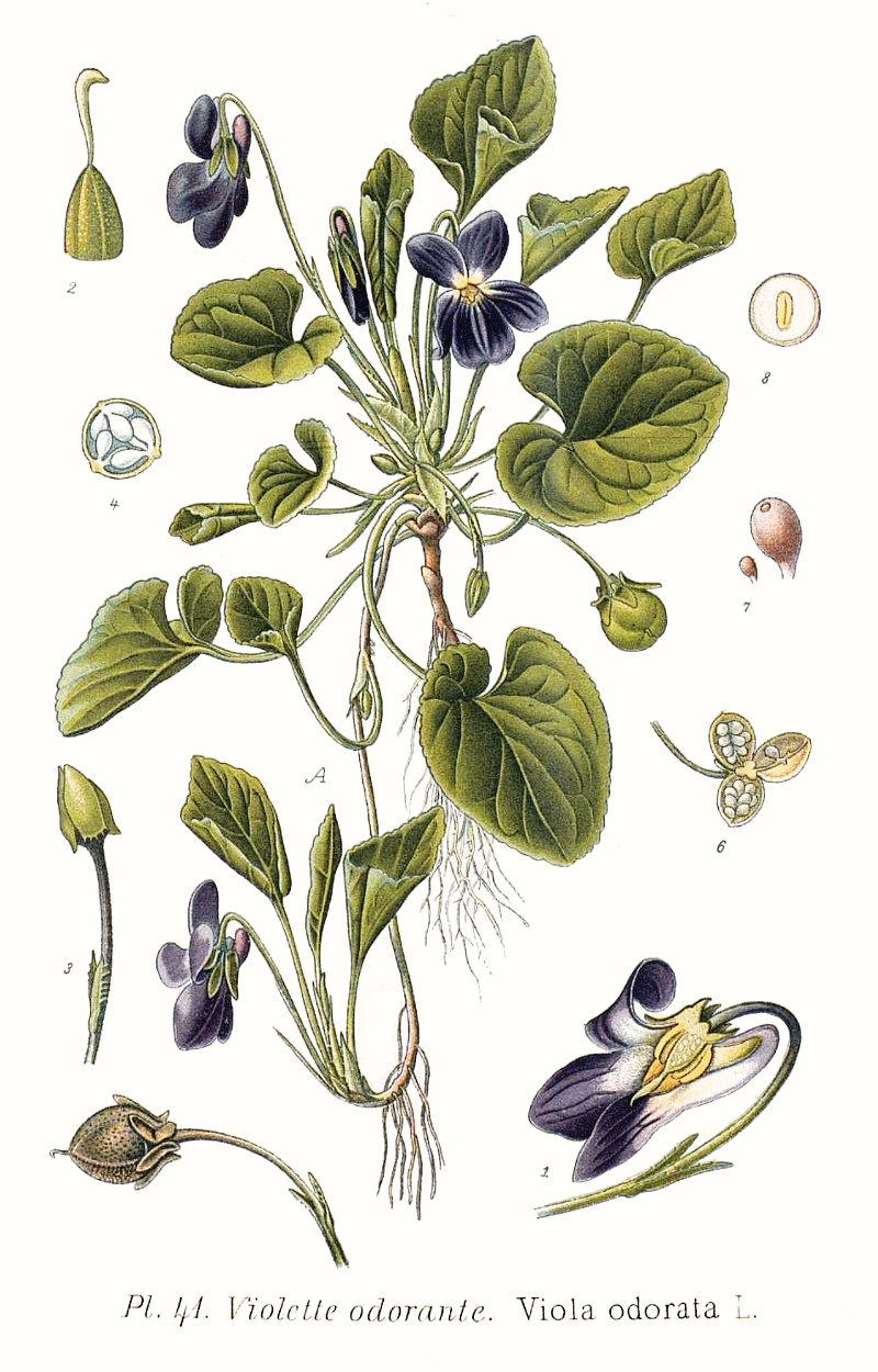 viola_odorata.jpg