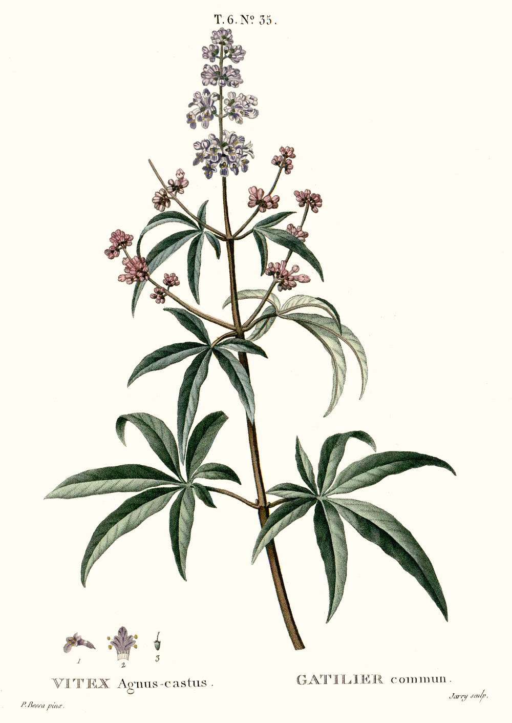 vitex_agnuscastus.jpg