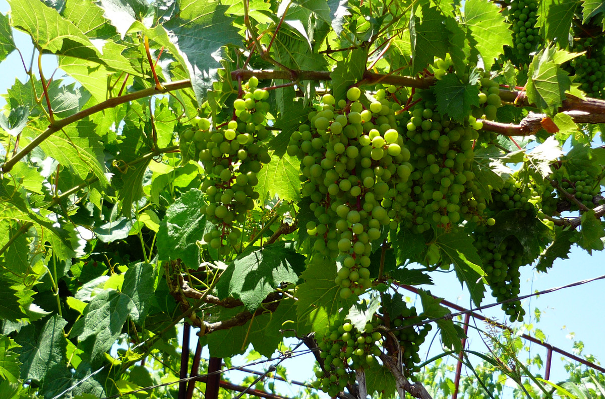 vitis_vinifera_madeira.jpg