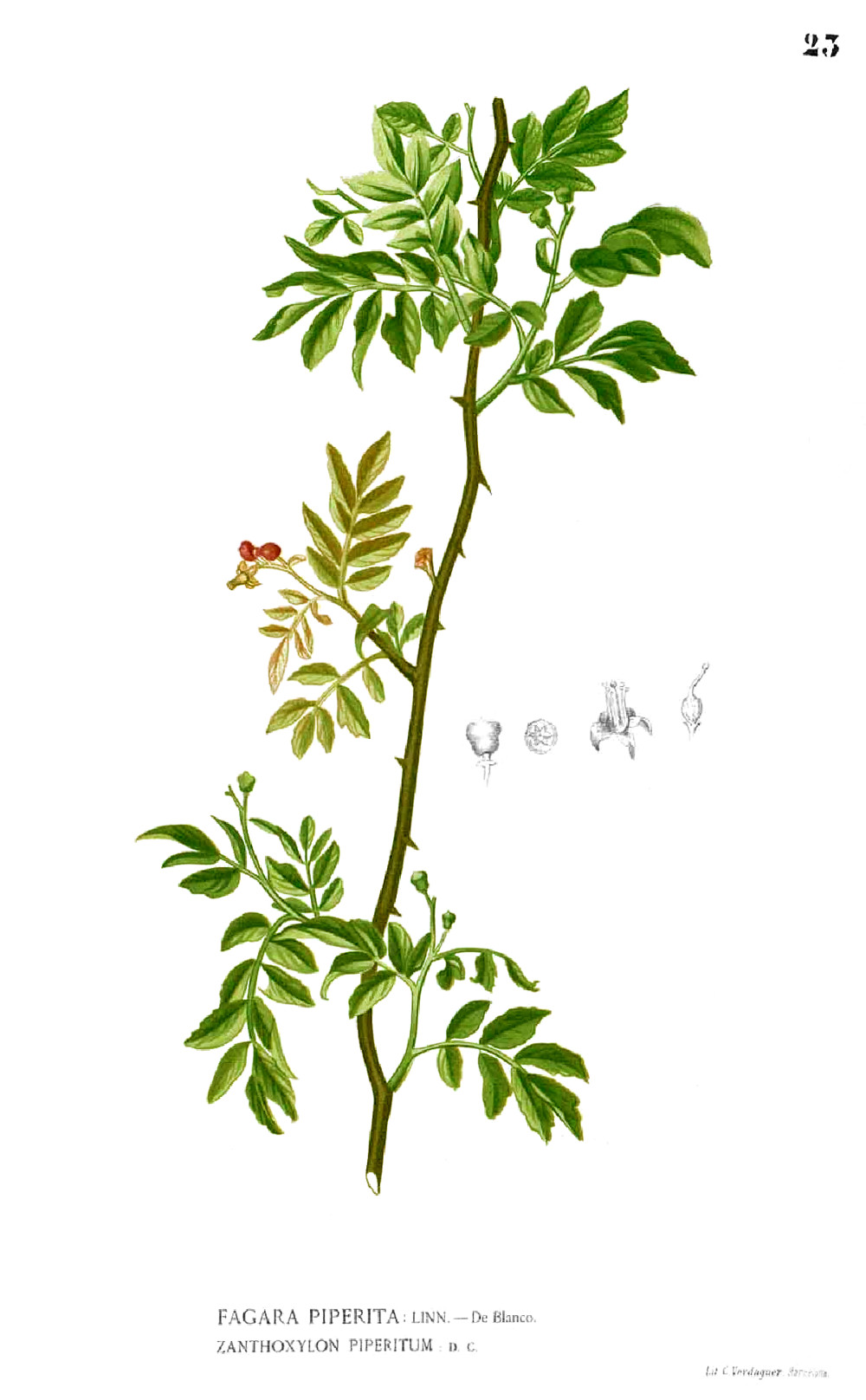 zanthoxylum_piperitum.jpg