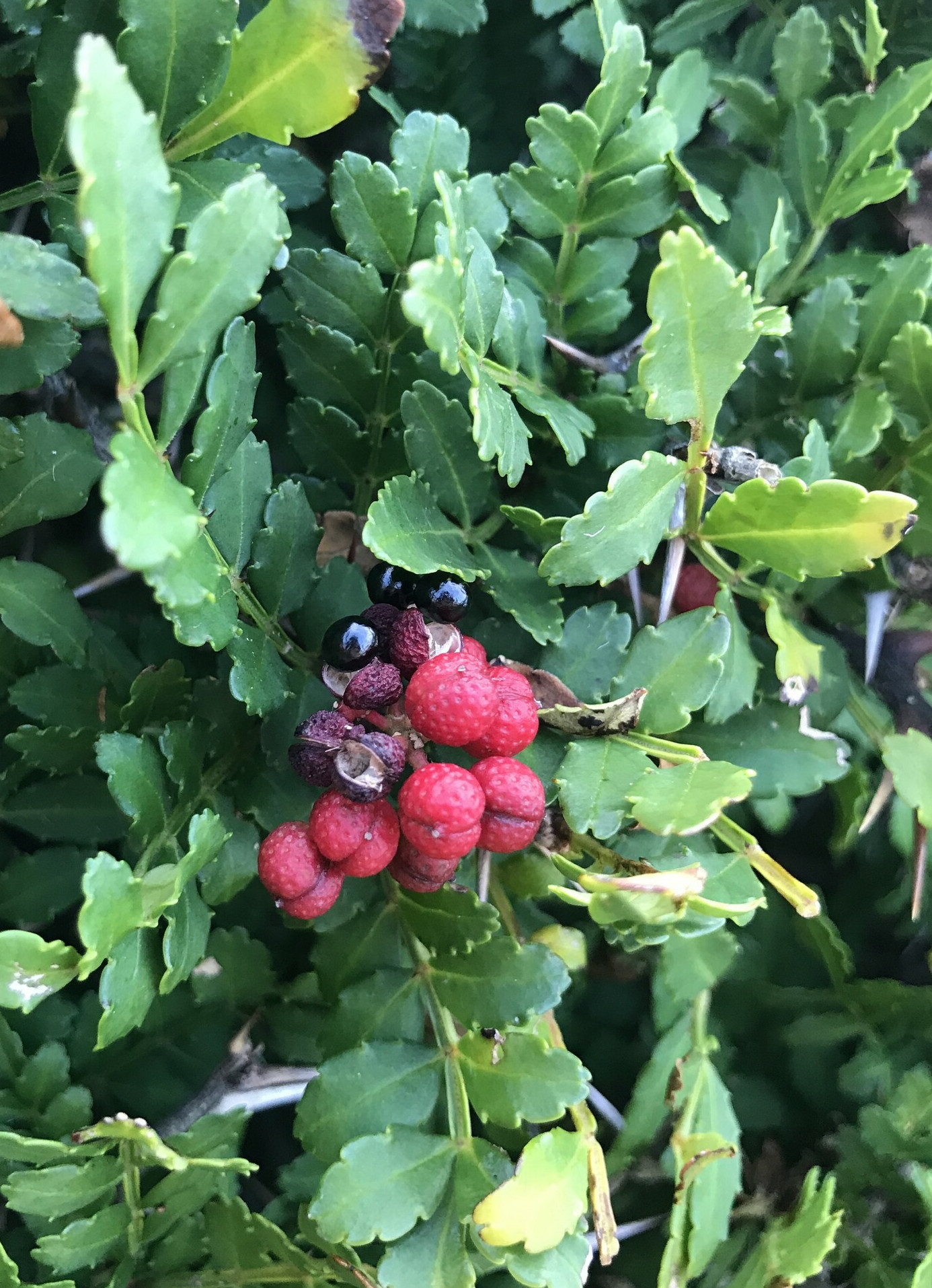 zanthoxylumpip_leavesfruit.jpg