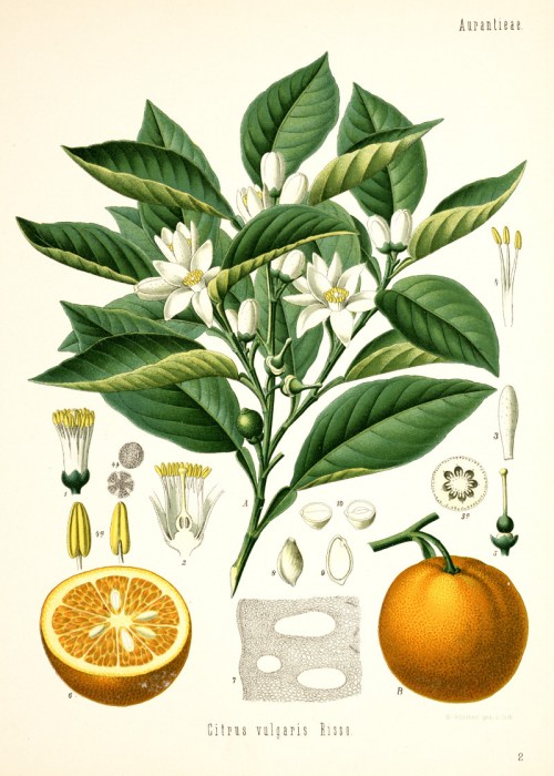 citrus_vulgaris.jpg
