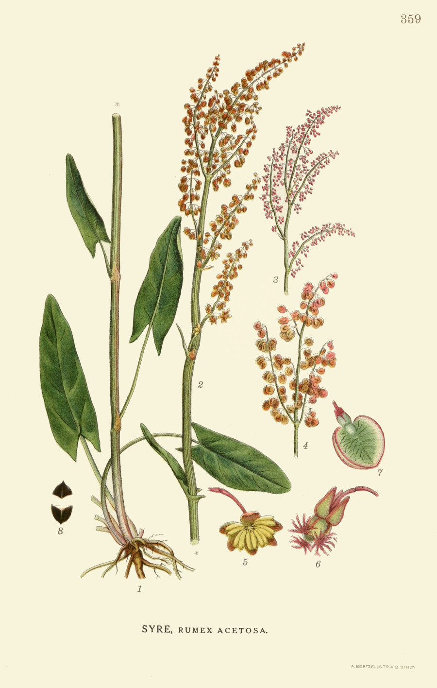 rumex_acetosa.jpg