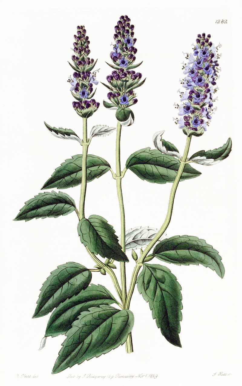 agastache_foeniculum.jpg