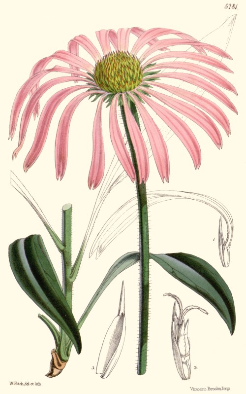 echinacea_angustifolia.jpg