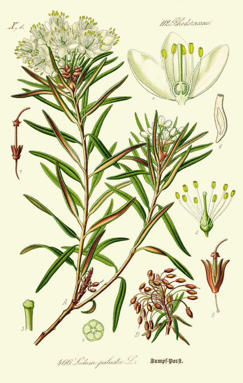 ledum_palustre.jpg ledum_palustre.jpg