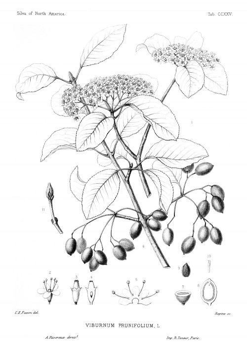 viburnum_prunifolium.jpg