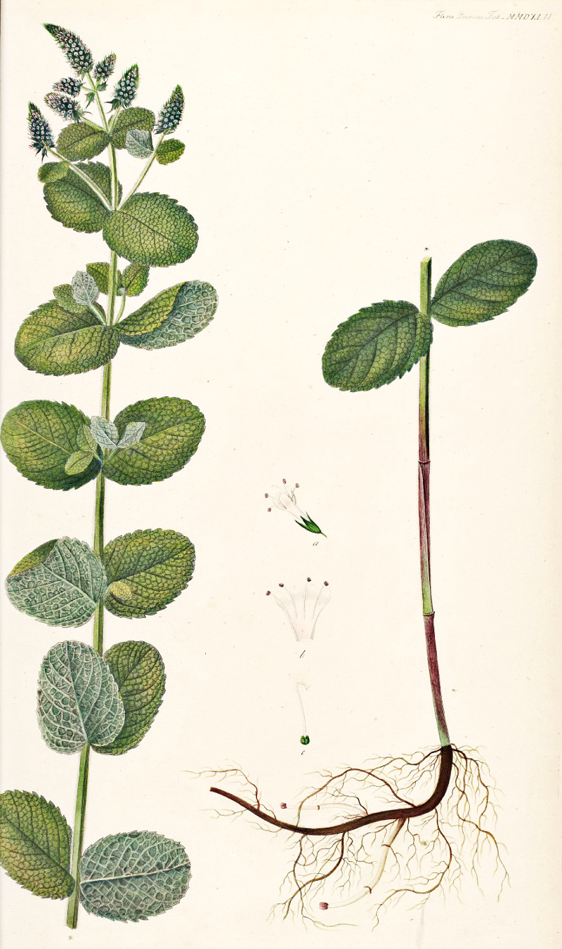 mantha_rotundifolia.jpg