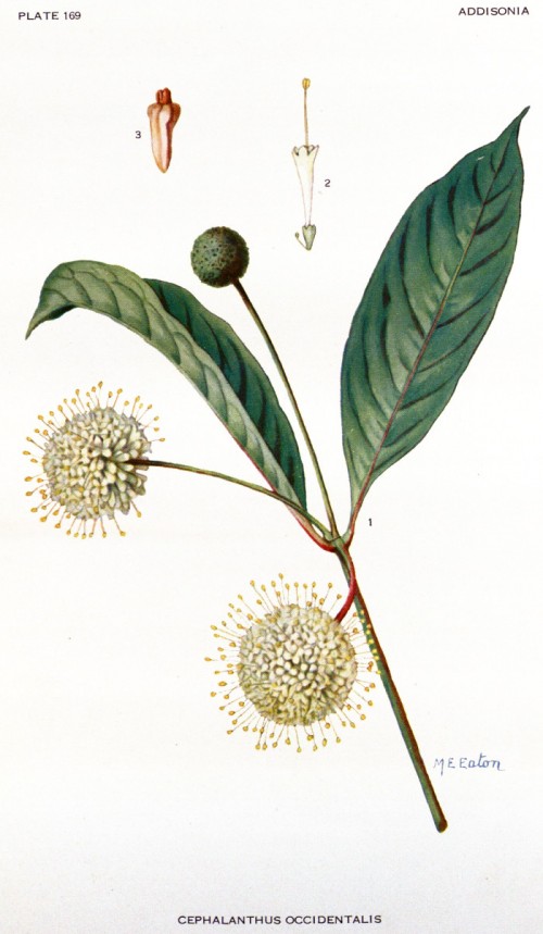 cephalanthus_occidentalis.jpg