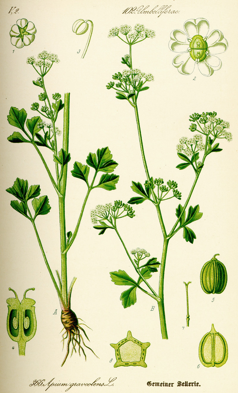 apium_graveolens.jpg