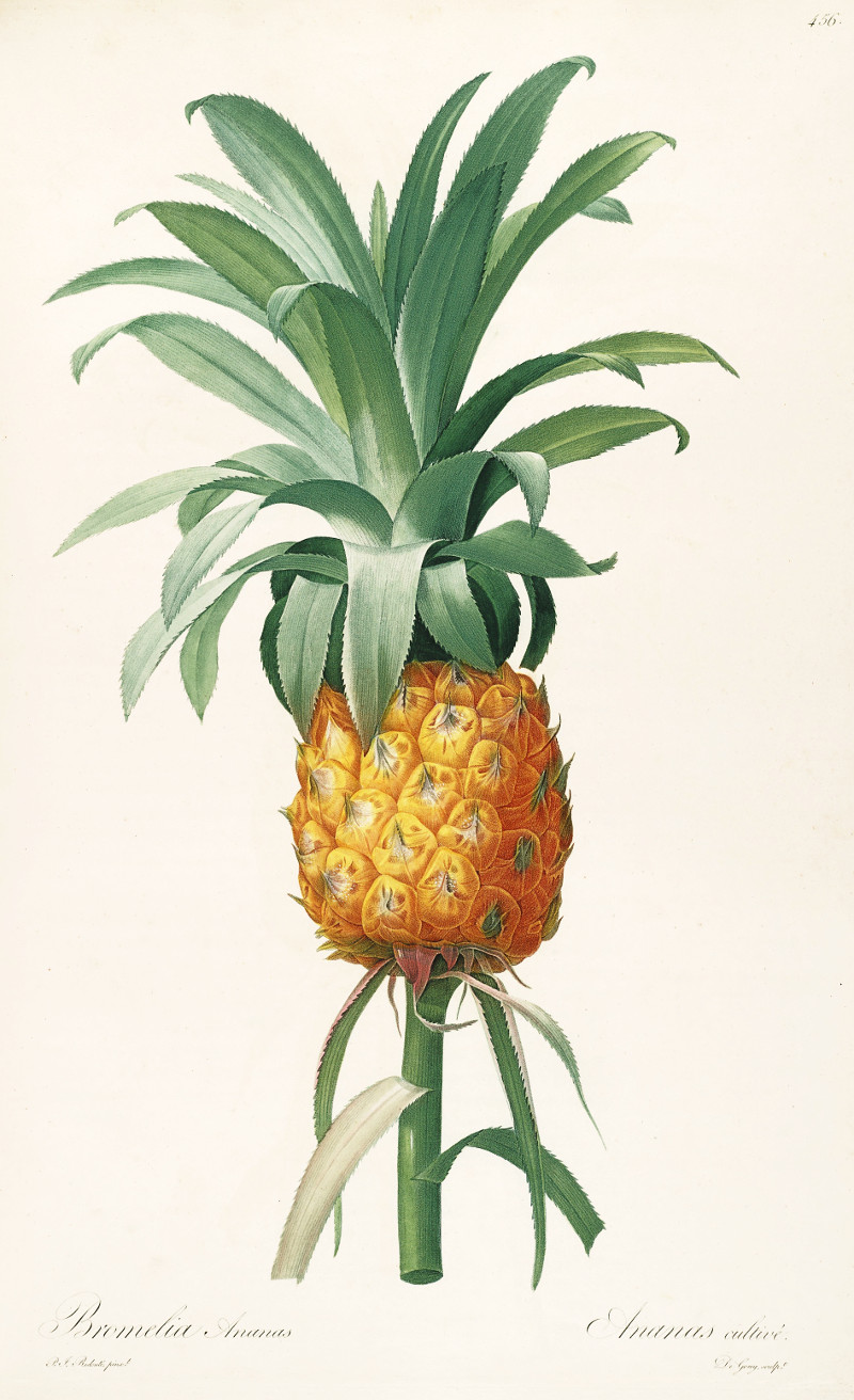 ananas_comosus.jpg