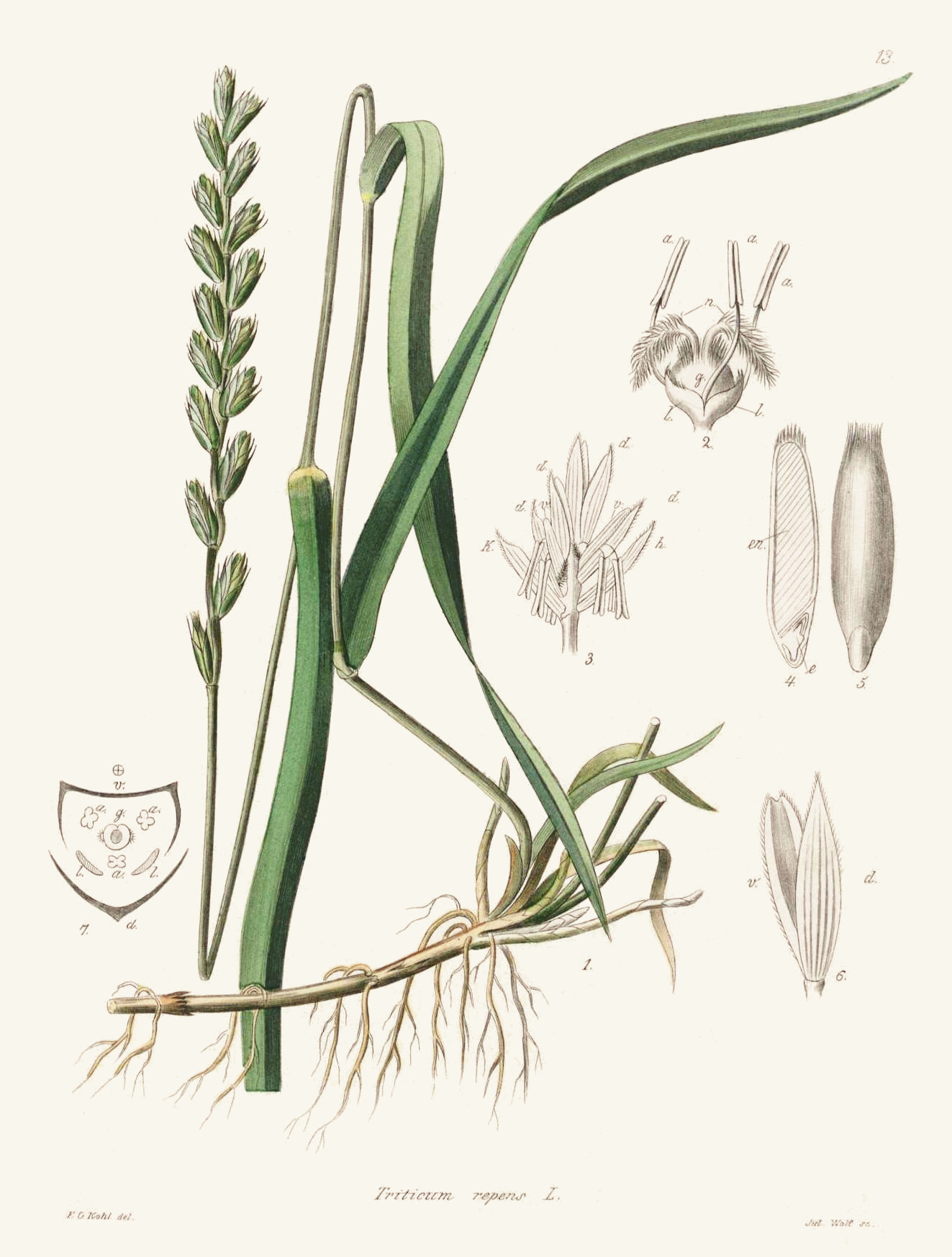 triticum_repens.jpg