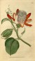 passiflora_alatacurtis1788.jpg