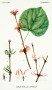 cercidiphyllum_japonicum.jpg