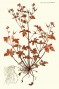 geranium_robertianum.jpg