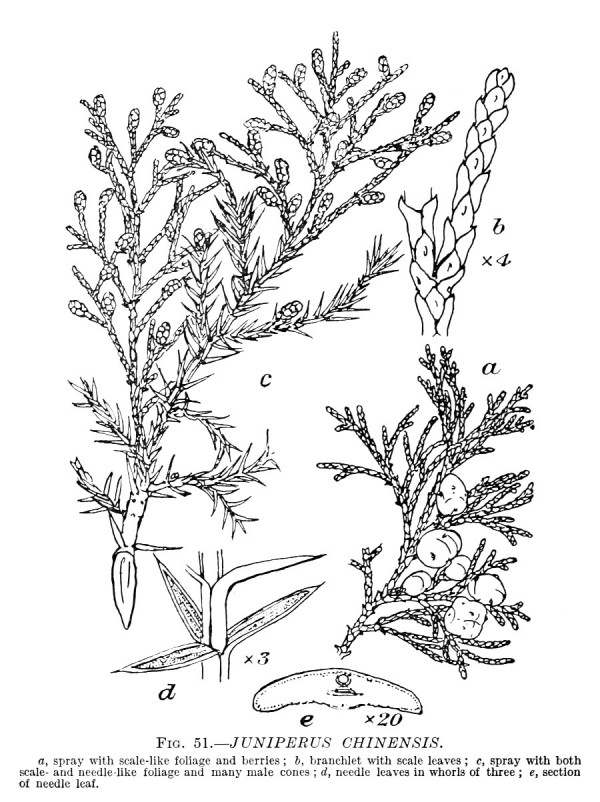 juniperus_chinensis_bw.jpg