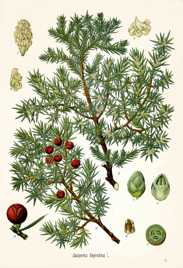 juniperus_oxycedrus.jpg