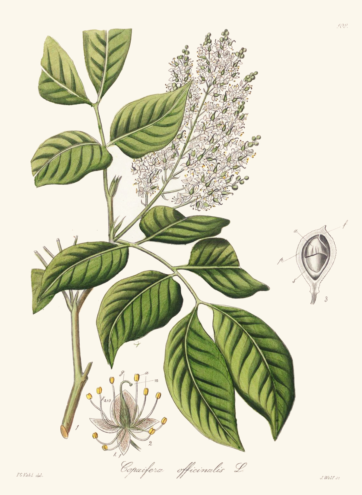 copaifera_officinalis.jpg