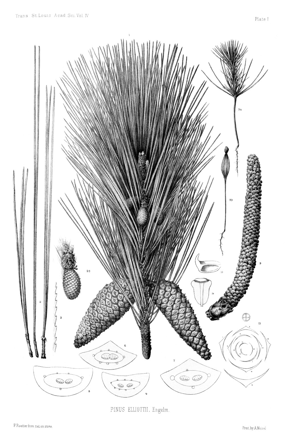 pinus_elliottii.jpg pinus_elliottii.jpg