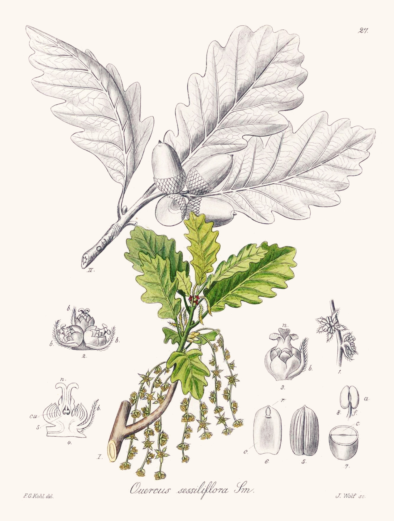 quercus_sessiliflora.jpg