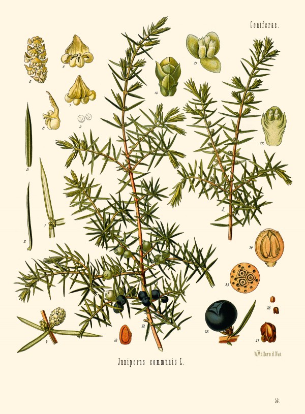 juniperus_communis.jpg
