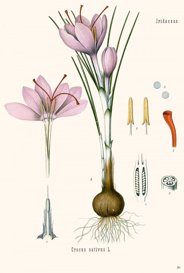 crocus_sativus.jpg