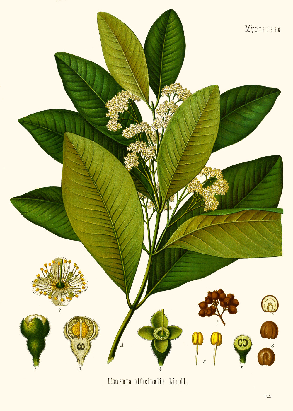 pimenta_officinalis.jpg