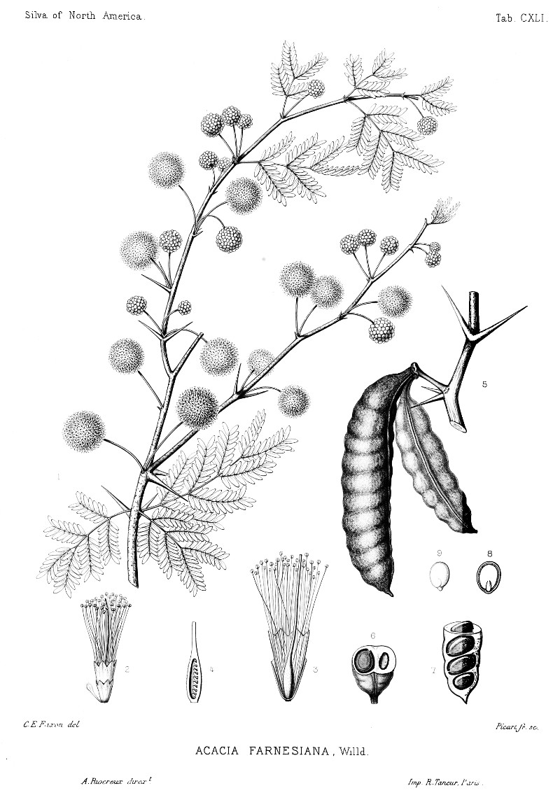 acacia_farnesiana.jpg