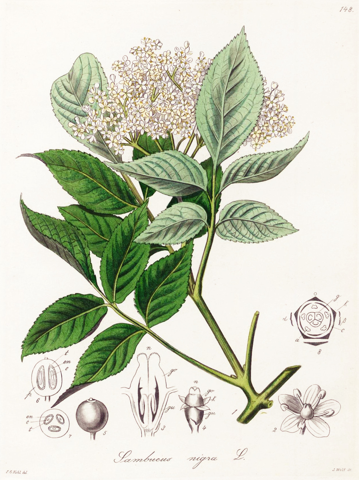 sambucus_nigra.jpg