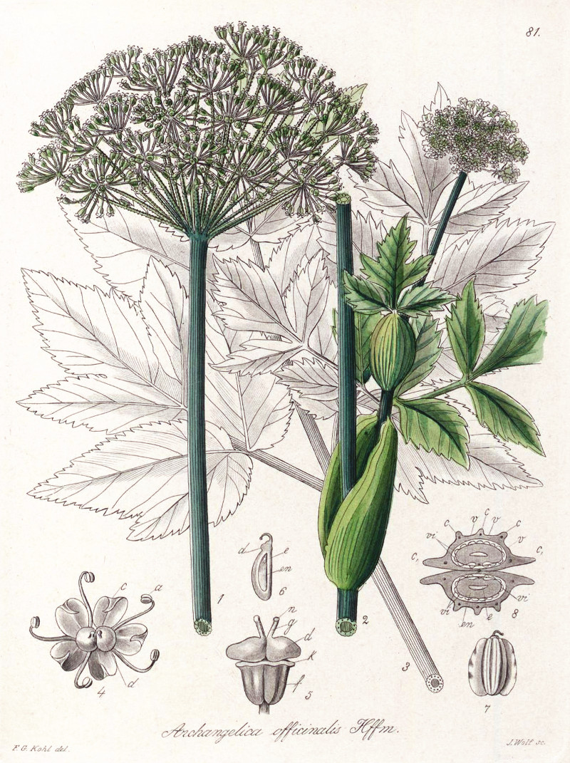 angelica_officinalis.jpg