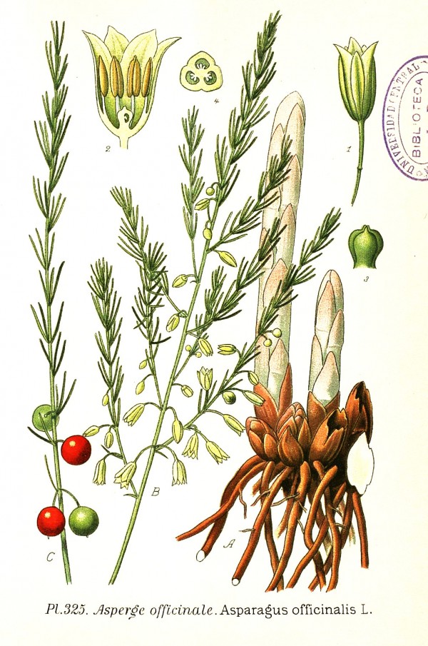 asparagus_officinalis.jpg