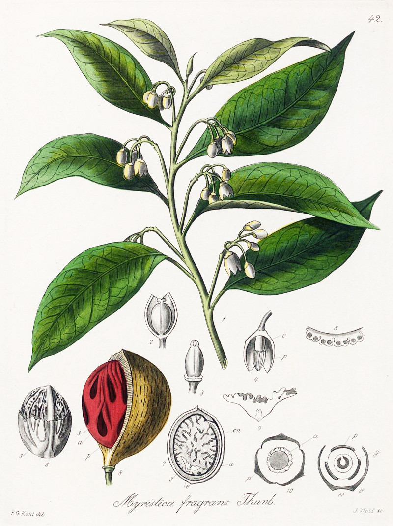 myristica_fragrans.jpg