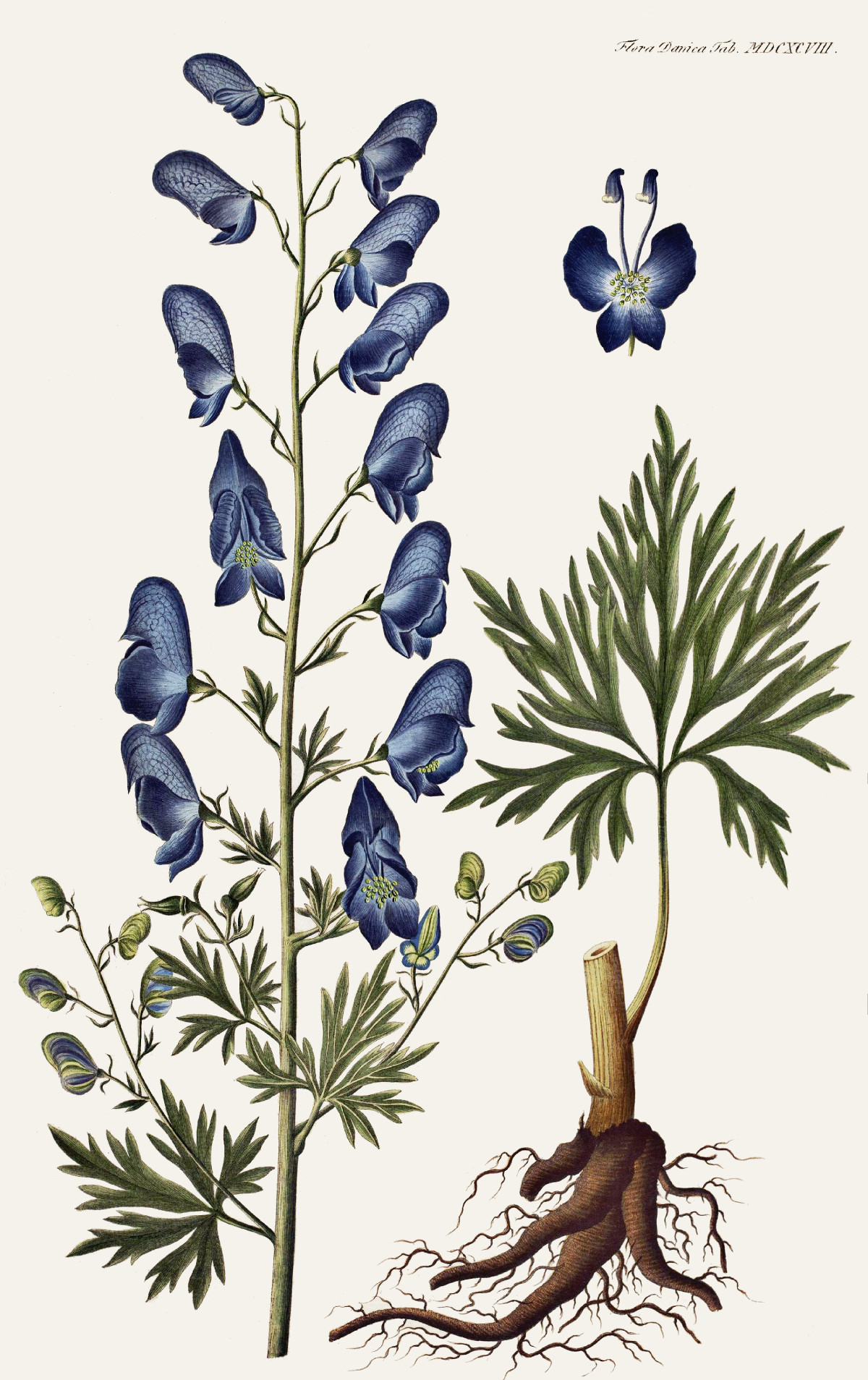 aconitum_napellus.jpg