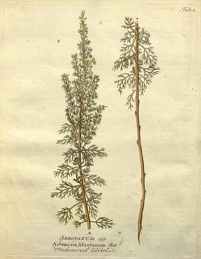 artemisia_abrotanum.jpg