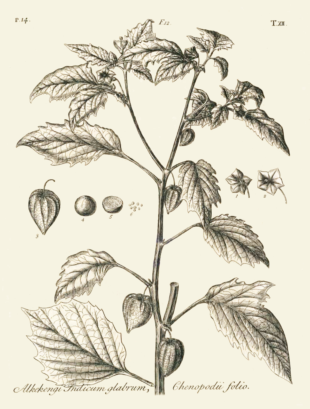 physalis_pruinosa.jpg