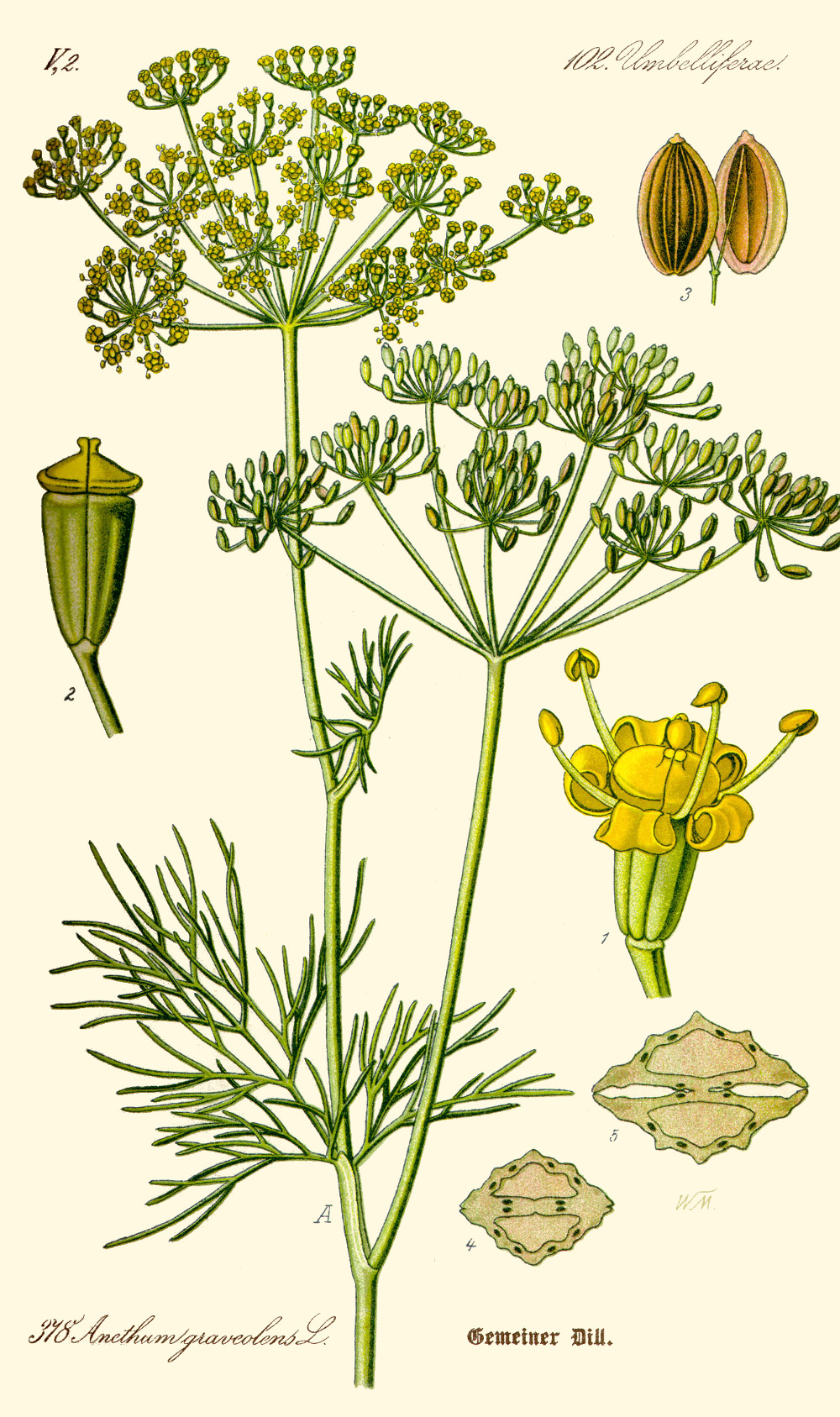 anethum_graveolens.jpg