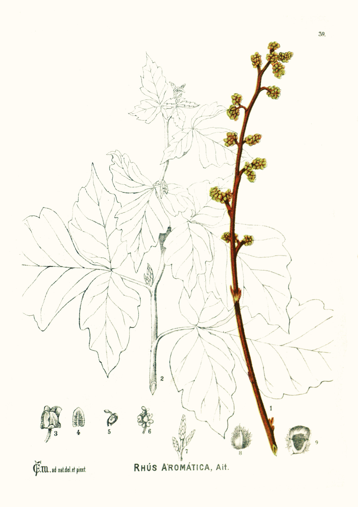 rhus_aromatica.jpg