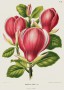 magnolia_lennei.jpg