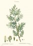 juniperus_virginiana.jpg