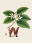 dipterocarpus_turbinatus.jpg