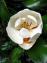 magnolia_grandilfora_freiburg.jpg