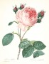 rosa_centifolia.jpg