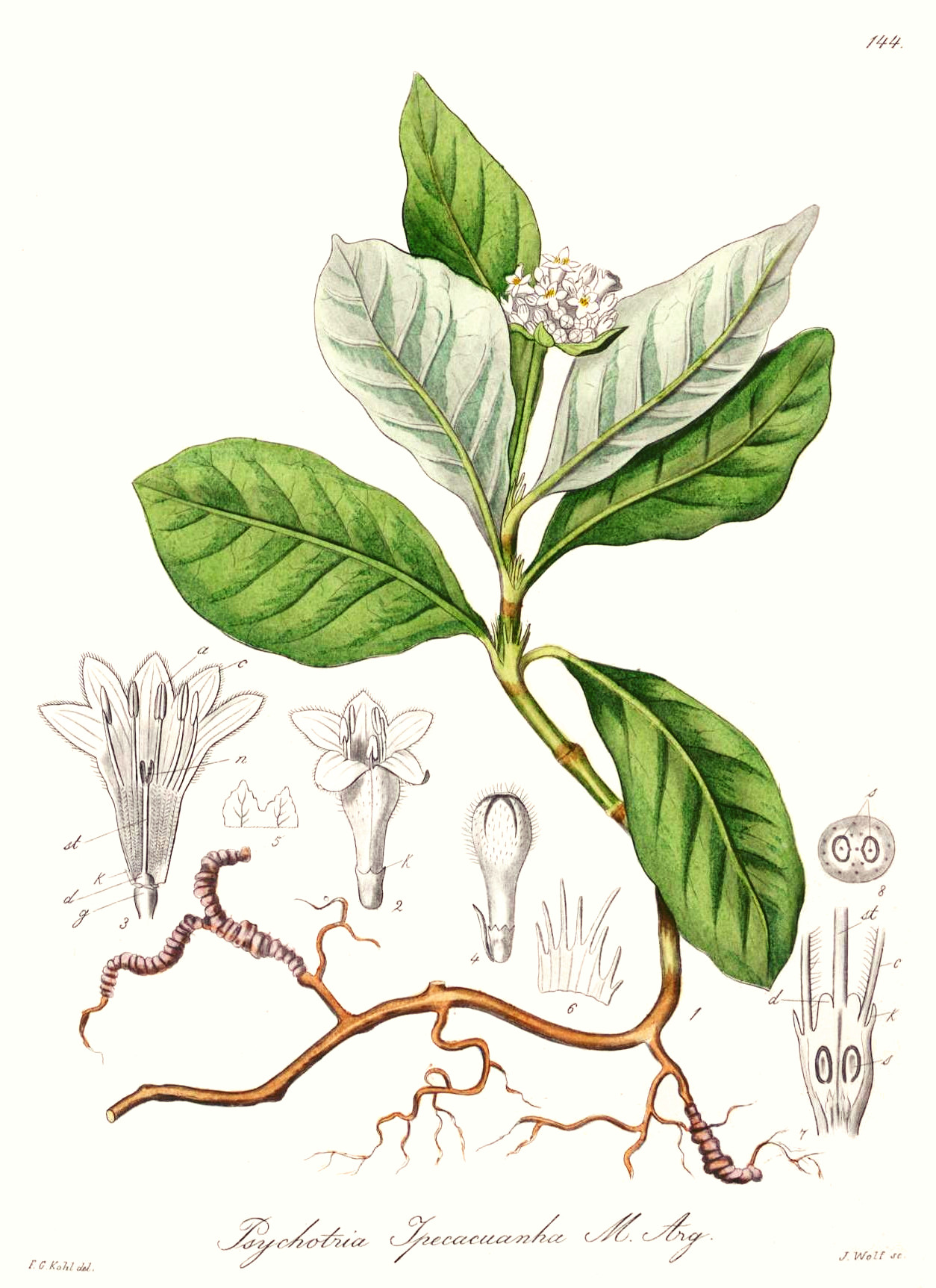 psychotria_ipecacuanha.jpg psychotria_ipecacuanha.jpg