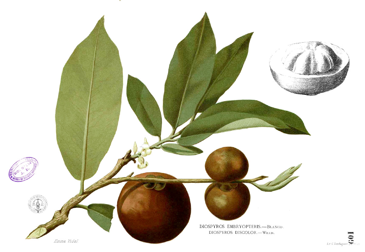 diospyros_blancoi.jpg