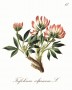 trifolium_alpinum.jpg