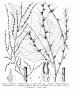 alchornea_cordifolia.jpg