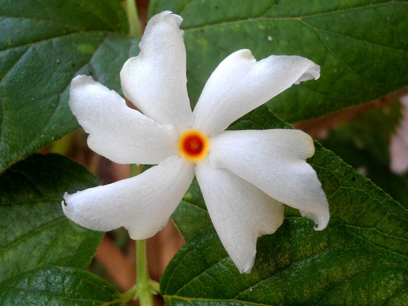 nyctanthes_arbor-tristis_flower_at_madhurawada_02.jpg